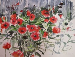 Roter Mohn