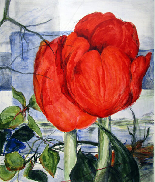 Tulpe